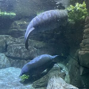 8/11/2023 - Florida Manatees