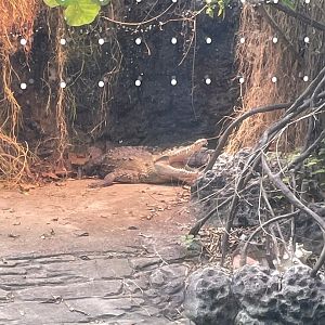 8/11/2023 - American Crocodile