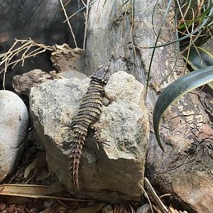 8/11/2023 - Armadillo Lizard