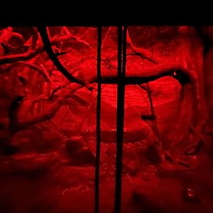 8/11/2023 - Aye-Aye Habitat