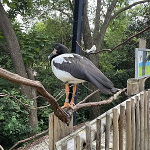 8/11/2023 - Magpie Goose