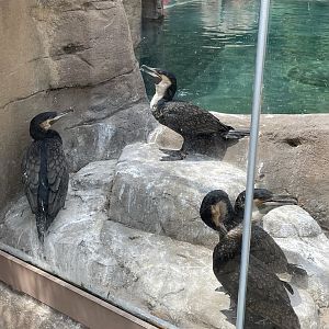 8/11/2023 - White-Breasted Cormorants