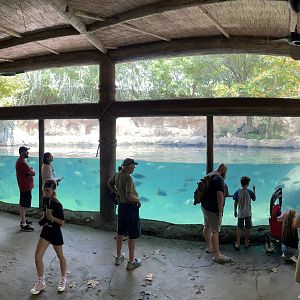 8/11/2023 - Hippo Cove