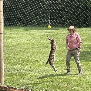 8/11/2023 - Amazing Jumping Skills!