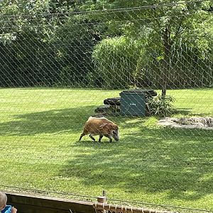 8/11/2023 - Red River Hog “Suspect”