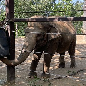 8/11/2023 - Asian Elephant