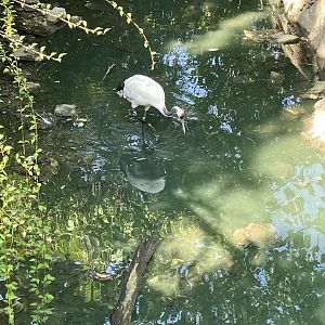 8/11/2023 - Red Crowned Crane