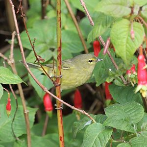 Orange-crowned Warbler (Leiothlypis celata)