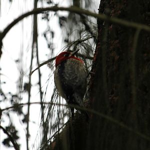 Red-breasted Sapsucker (Sphyrapicus ruber)