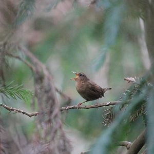 Pacific Wren (Troglodytes pacificus)