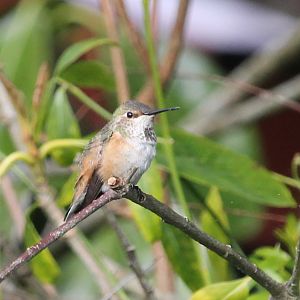 Allen’s Hummingbird (Selasphorus sasin)
