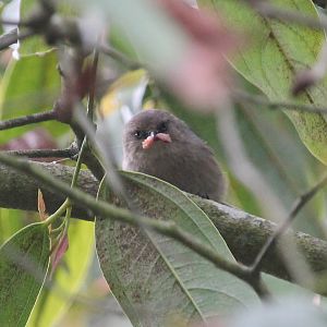 Bushtit with a meal