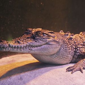 Saltwater Crocodile