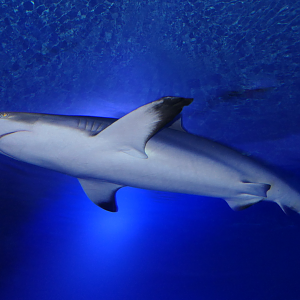 Grey Reef Shark