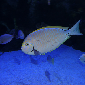 Pale Surgeonfish