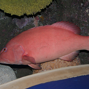 Leopard Coralgrouper