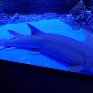 Tawny Nurse Shark