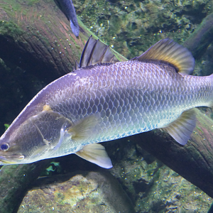 Barramundi