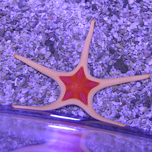 Iconaster cf. longimanus