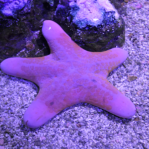Granulated Sea Star