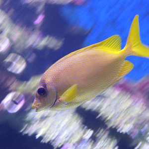 Coral Rabbitfish