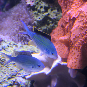 Blackaxil Chromis courting