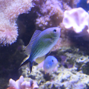 Blackaxil Chromis in breeding colouration