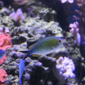 Blackaxil Chromis in breeding colouration