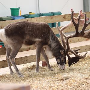 Domestic Reindeer