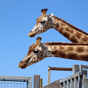 Kordofan Giraffes