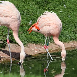 Chilean Flamingos