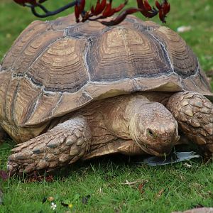 African Spurred Tortoise