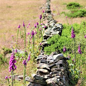 Foxglove Wall