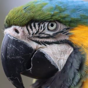 Blue and Yellow Macaw