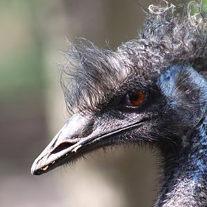 Emu