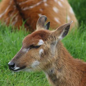 Sitatunga, female