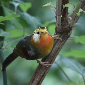 Silver-eared Mesia, fledgling