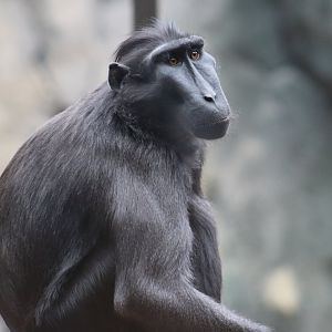 Sulawesi crested Macaque