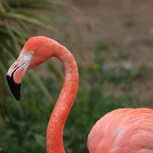 American Flamingo