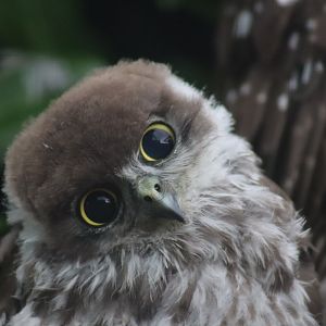Barking Owl