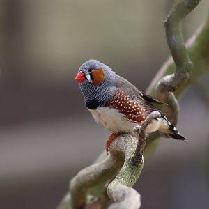 Zebra Finch
