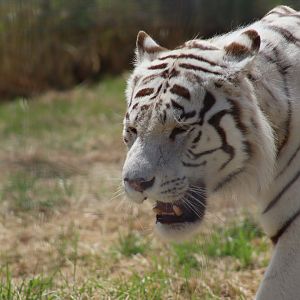 White Tiger