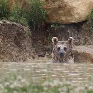 Syrian Brown Bear