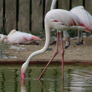 Greater Flamingo