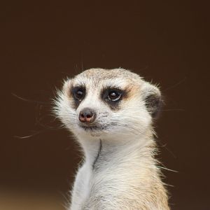Meerkat