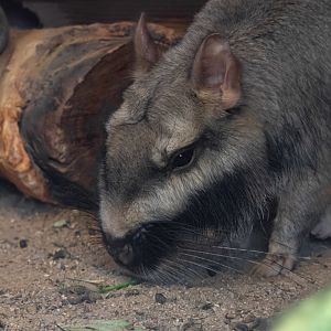 Plains viscacha (Lagostomus maximus)
