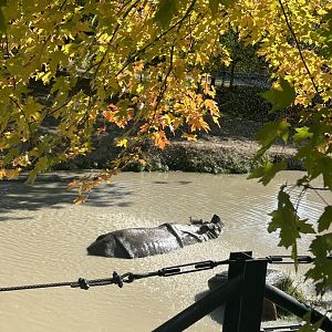 Greater one horned rhino