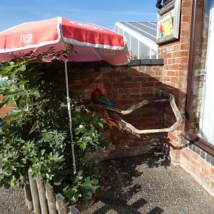 Green-winged macaw display
