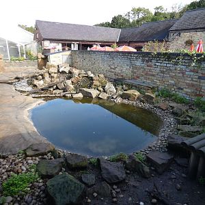 Asian short-clawed otter enclosure