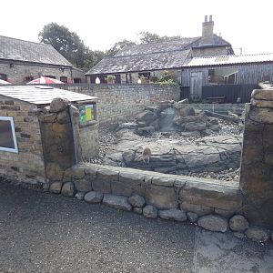 Asian short-clawed otter enclosure